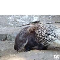 گونه تشی Indian Crested Porcupine